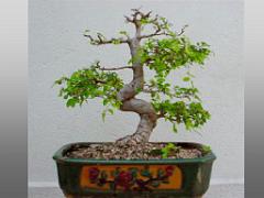 149 BONZAI A MAULEVRIER 2016_000037